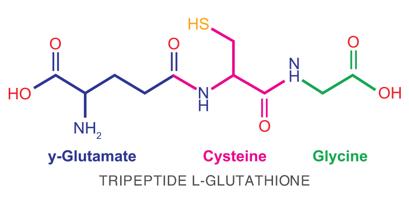 Trepeptide L-Glutathione