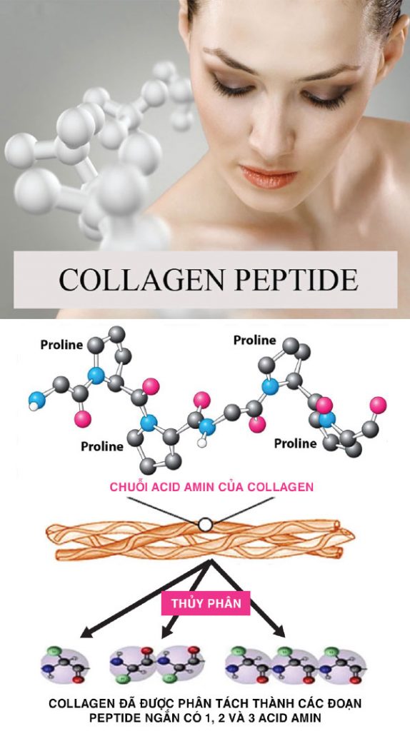 Collagen Peptide